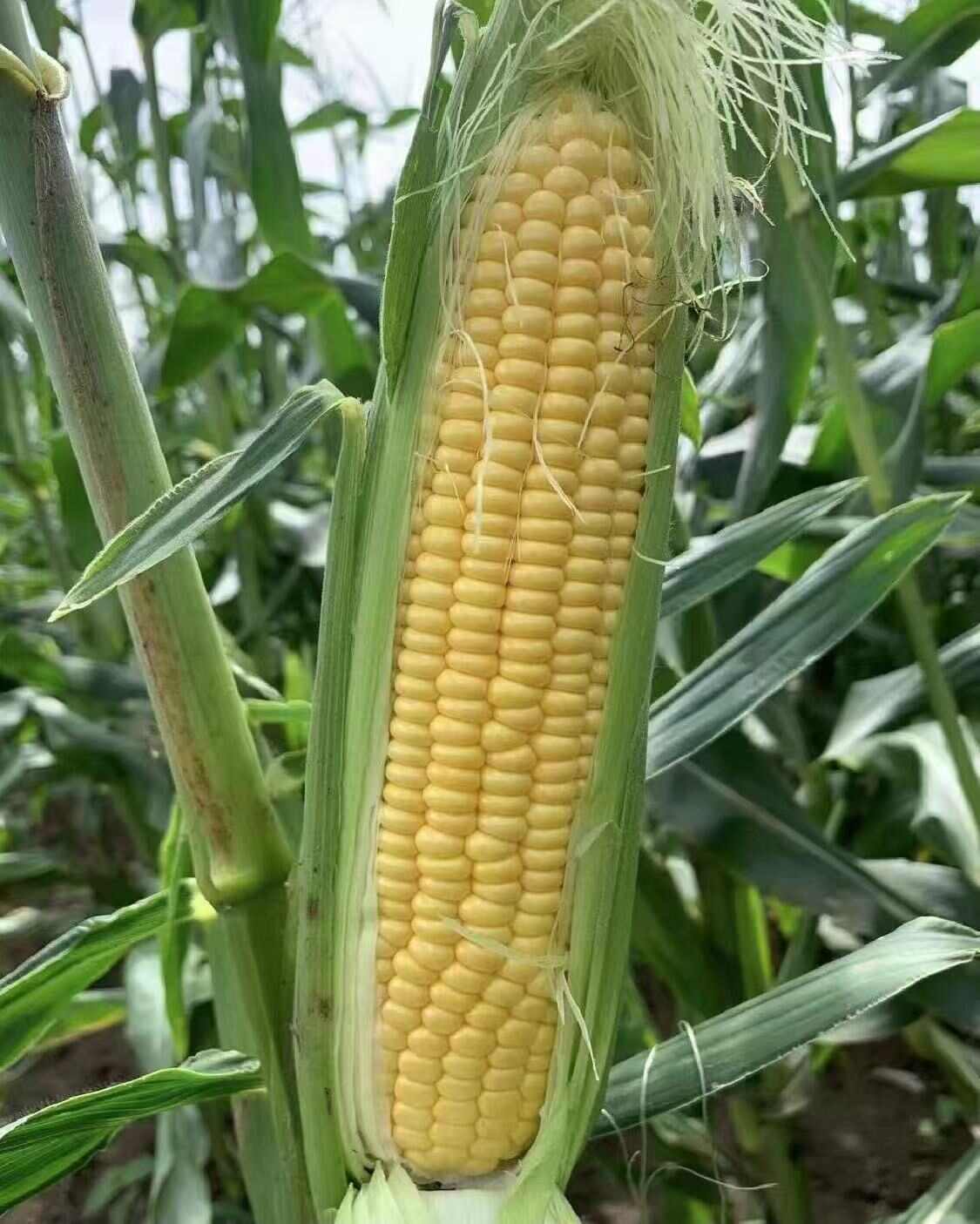 广东徐闻县 新鲜带壳 水果金银花玉米