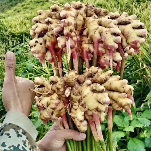 耿马县云南省临沧市耿马傣族佤族自治县一级带土小黄姜新姜鲜货发货