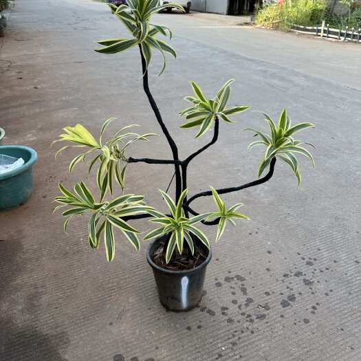 广州金边