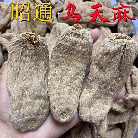 文山市云南昭通乌天麻山下天麻天然新鲜小草坝无硫可代磨粉切营养高