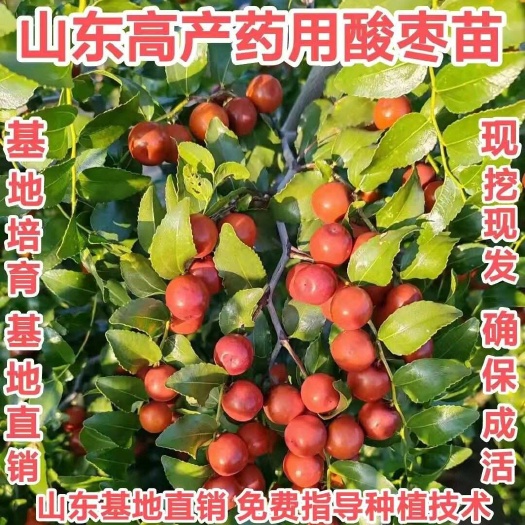 平邑县酸枣苗 高产药用酸枣苗 百亩高产药用酸枣种植基地 基地直销