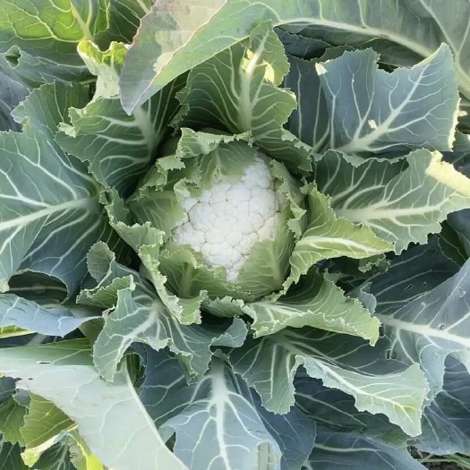 上海万亩精品菜花大量上市