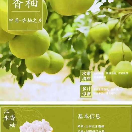 江永县江永香柚（沙田柚）非梅州沙田柚容县沙田柚柚子