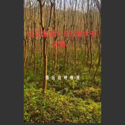荔浦市紫薇树