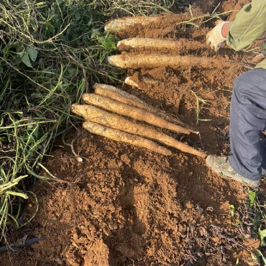 钟山县滚地龙大量上市