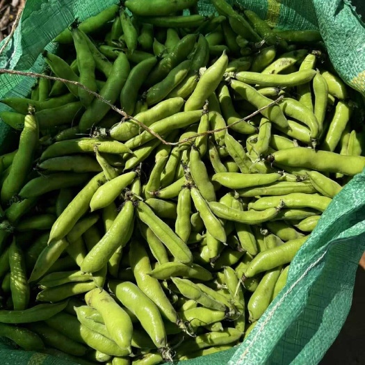 精品蚕豆大量上市，支持电商，市场，一件代发等等，欢迎咨询