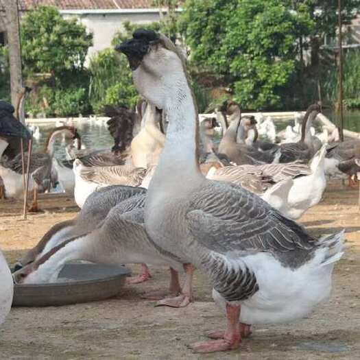 汕头澄海狮头鹅苗出售