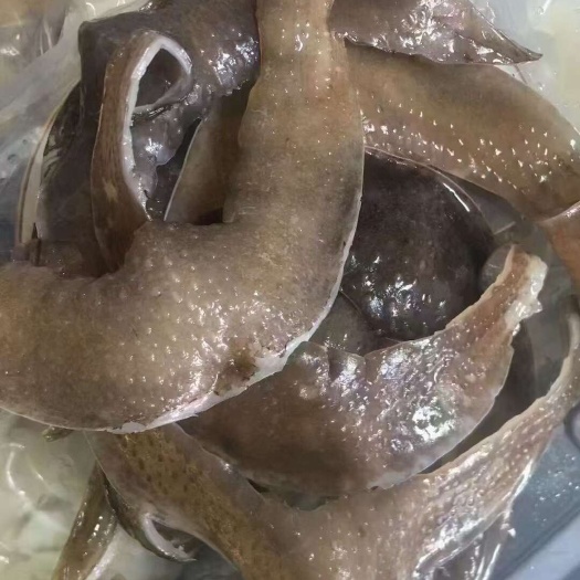 新食材-甲鱼裙边
