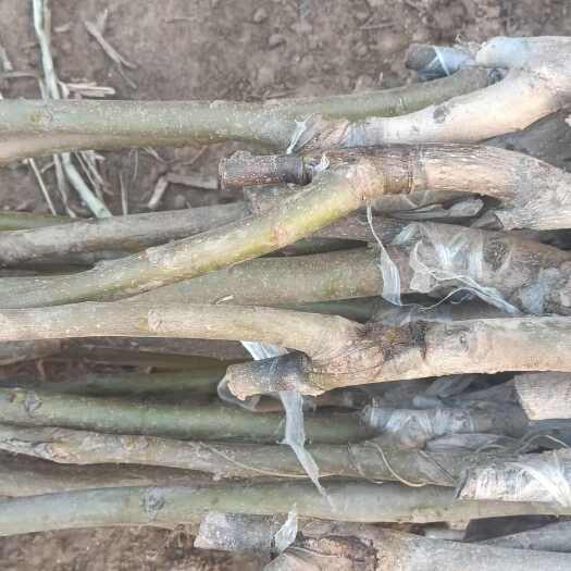 绛县薄皮核桃苗 新疆，纸皮核桃嫁接核桃苗嫁接纸皮核桃苗