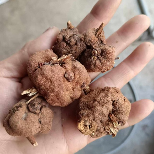 昆明消瘤果，黄花香果，猫爪草