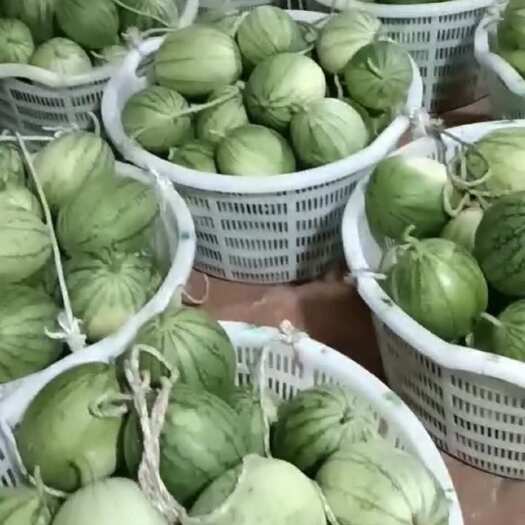 陆丰市广东汕尾无籽西瓜特小凤新鲜现摘当日发货