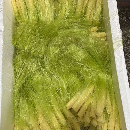 深圳带须玉米笋