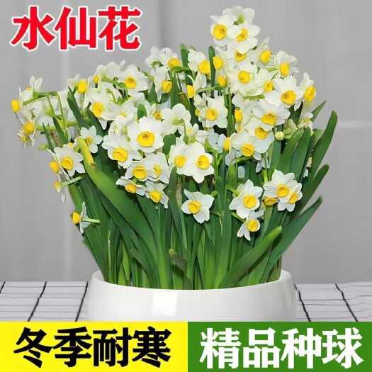 【高品质】水仙花大种球室内植物花卉耐寒冬季水培开花盆栽