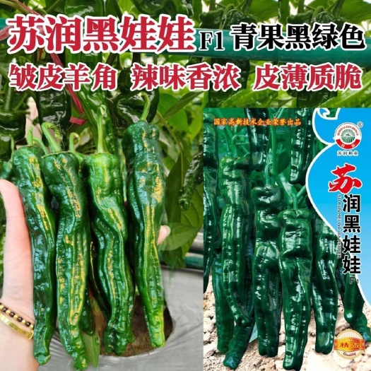 沭阳县苏润黑娃娃皱皮椒种子大果特辣皱皱椒种子大黑皱皮辣椒种子皮薄脆