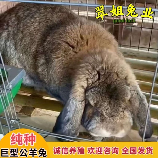 嘉祥县纯种公羊兔巨型活体肉兔子大体法国公羊兔兔苗