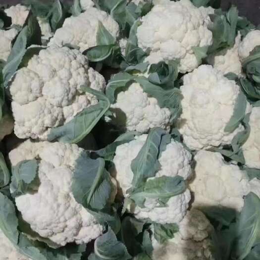 邯郸加工厂专用菜花