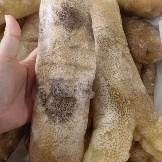南安市品质款金沙参