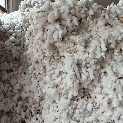威县鲁棉338品种