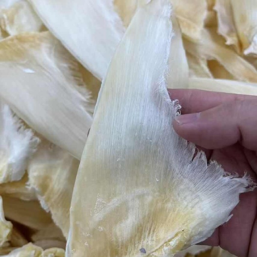 广州海味干货鱼翅 6-8寸青片鱼翅干度好翅针多高档酒店常用送礼品