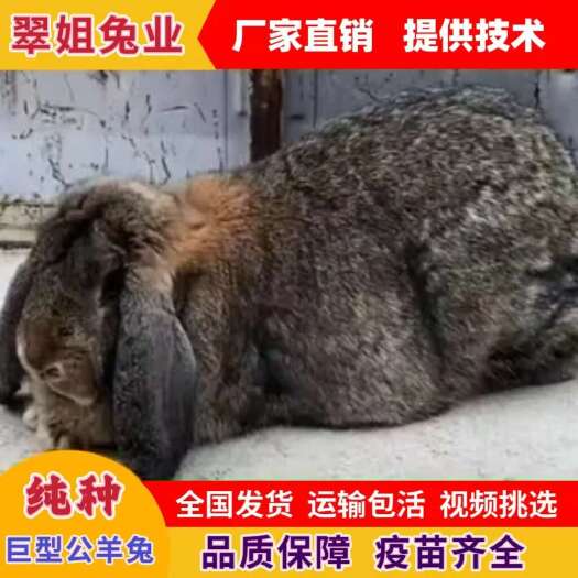 嘉祥县纯种公羊兔巨型活体肉兔子大体法国公羊兔兔苗