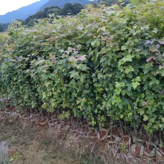 茶陵县枫树苗