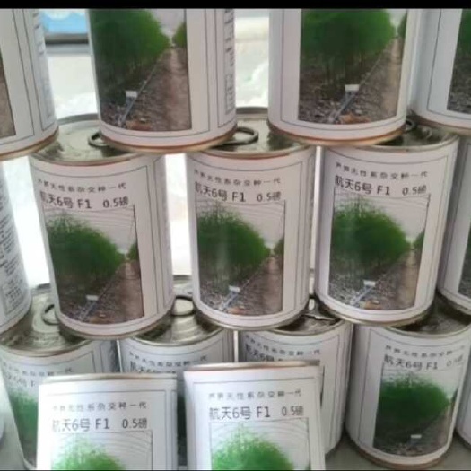 芦笋种子航天6号F1