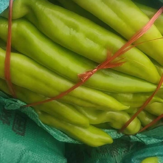 滑县黄皮椒