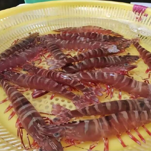 合浦县短沟对虾鬼虾，瓶装鲜活淡水冷冻，锁鲜保鲜。