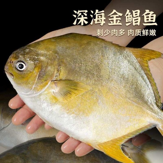 金鲳鱼海鱼新鲜鲳鱼鲜活冷冻特大号金昌海鱼海昌海鲜水产特大金鲳