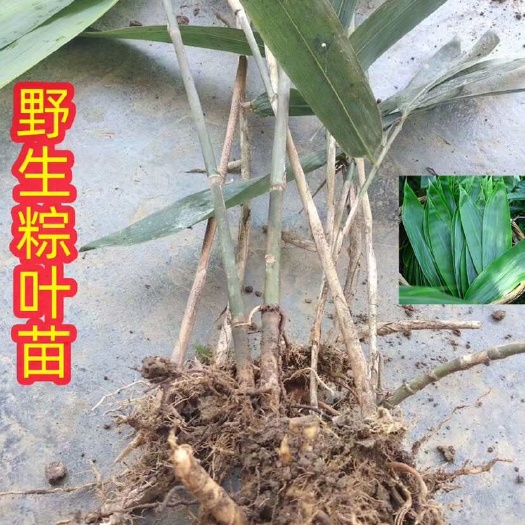 安仁县箬竹苗湖南衡阳香粽叶苗野生粽叶四季可种植全年绿叶香粽叶苗子