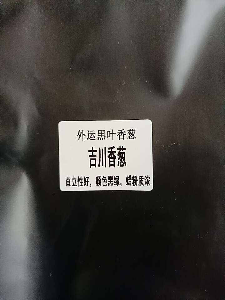 高端吉川外运香葱种子