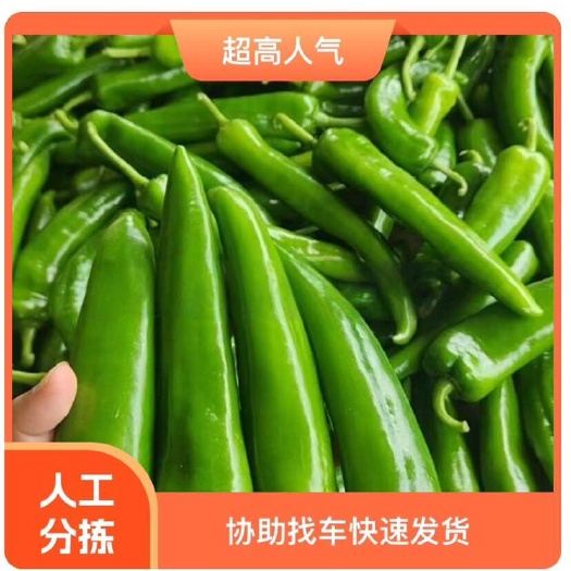 【推荐】青皮尖椒、青尖椒、鲜辣椒、尖椒、羊角椒，大量供应！