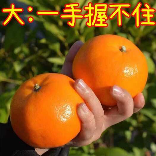 桂林广西沃柑一件代发，电商货！团购微商代发