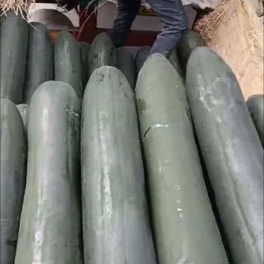 南宁广西黑皮大冬瓜吊瓜，大量现货供应，全国代发，品质保证