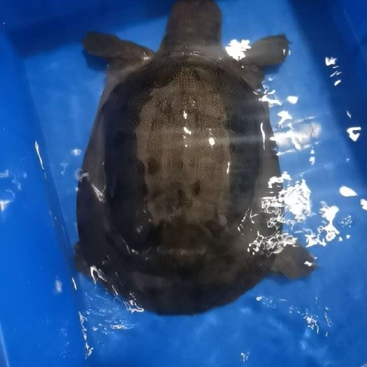 湖北省荆门市沙洋县新鲜甲鱼直销