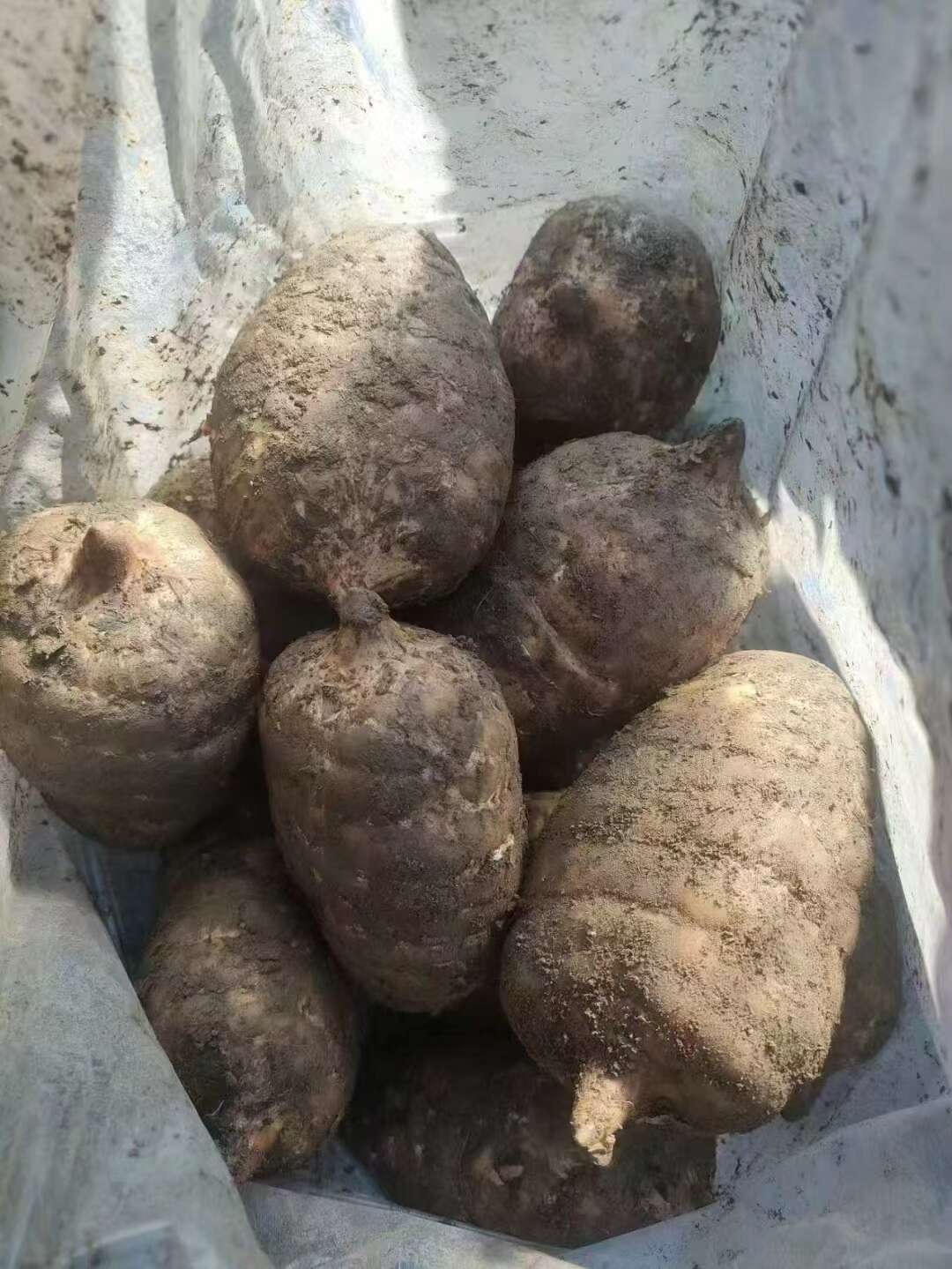 种植的鲜天麻。泡酒。煮火锅。做药材。都可以。