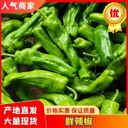 徐闻县【推荐】芜湖椒、泡王、薄皮椒、泡椒
