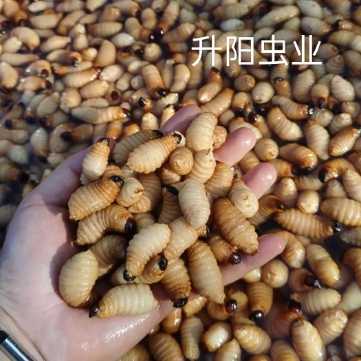 活虫广东新鲜大竹虫高蛋白质椰子虫竹笋虫，大量现货现抓