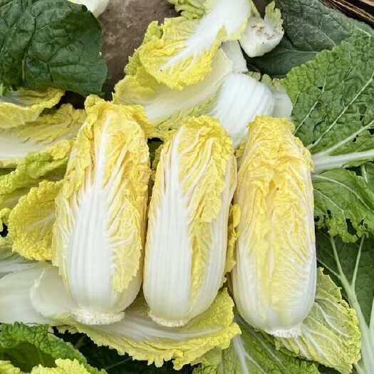 西华县河南西华娃娃菜，大量供应，爬地菠菜