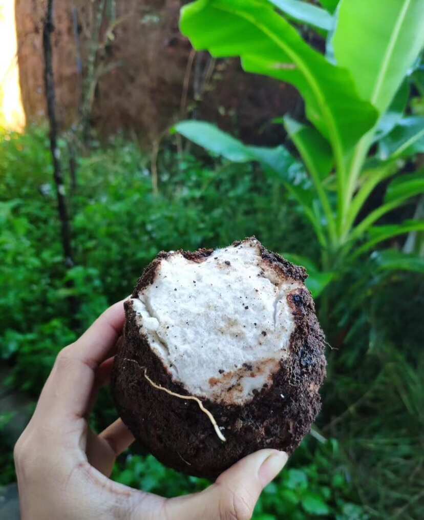 云南鲜茯苓产地直销规格齐全质量保障价格实惠