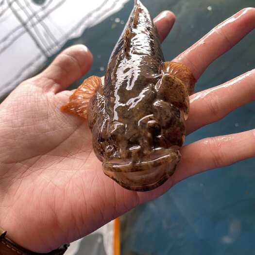盱眙县虎头鲨鱼苗，沙塘鳢鱼苗，呆子鱼，土布鱼苗