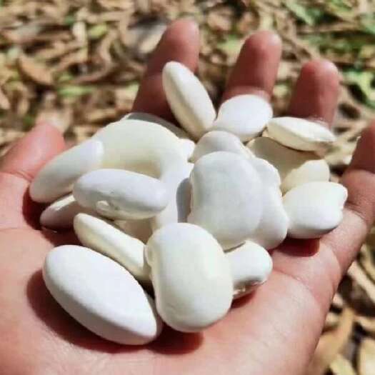 维西县白芸豆 花豆大量有货 需要的老板联系