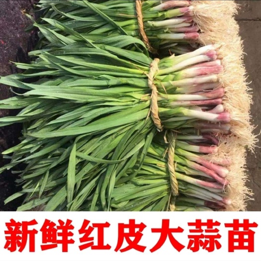 师宗县红皮蒜苗