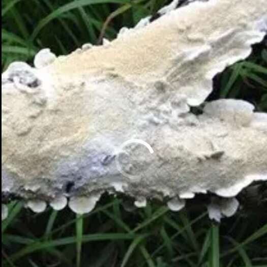 哈尔滨乳白耙齿菌，母种一级菌，两支起售
