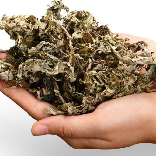亳州艾叶 现货供应 量大详谈 价格从优