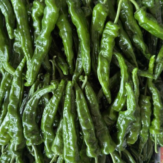 徐闻县【推荐】小皱皮、皱皮椒