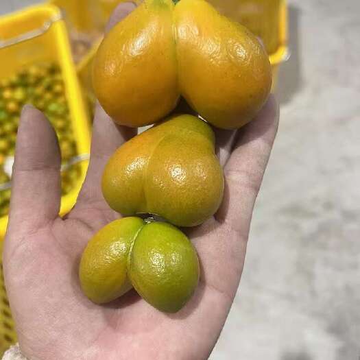 融水县融安脆蜜金桔
