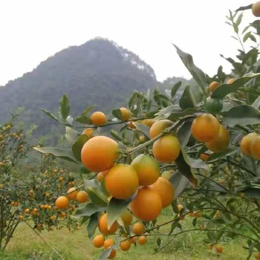 融安县融安脆蜜金桔