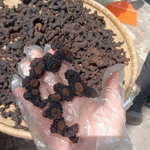 博罗县广东本地九蒸九晒姜黄精九蒸九晒黄精干