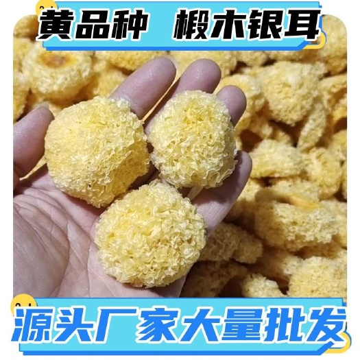 味来初 黄品种 椴木银耳 新货无硫椴木小银耳 软糯多胶